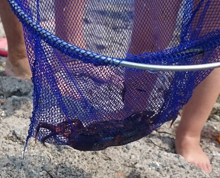 vacation knitting experiences - We saw an actual real life crab! The Wolflings were excited.